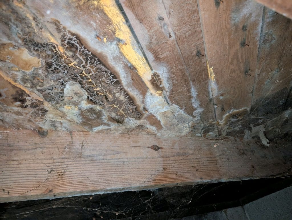 Mold in crawlspace